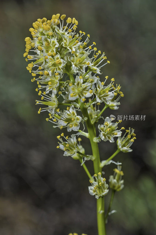 毒理oscordion paniculatum (syn. Zigadenus paniculatus)是一种开花植物，俗称山麓死亡camas和沙玉米。伯帝镇始建山;Toiyabe国家森林;Mono县;加州;